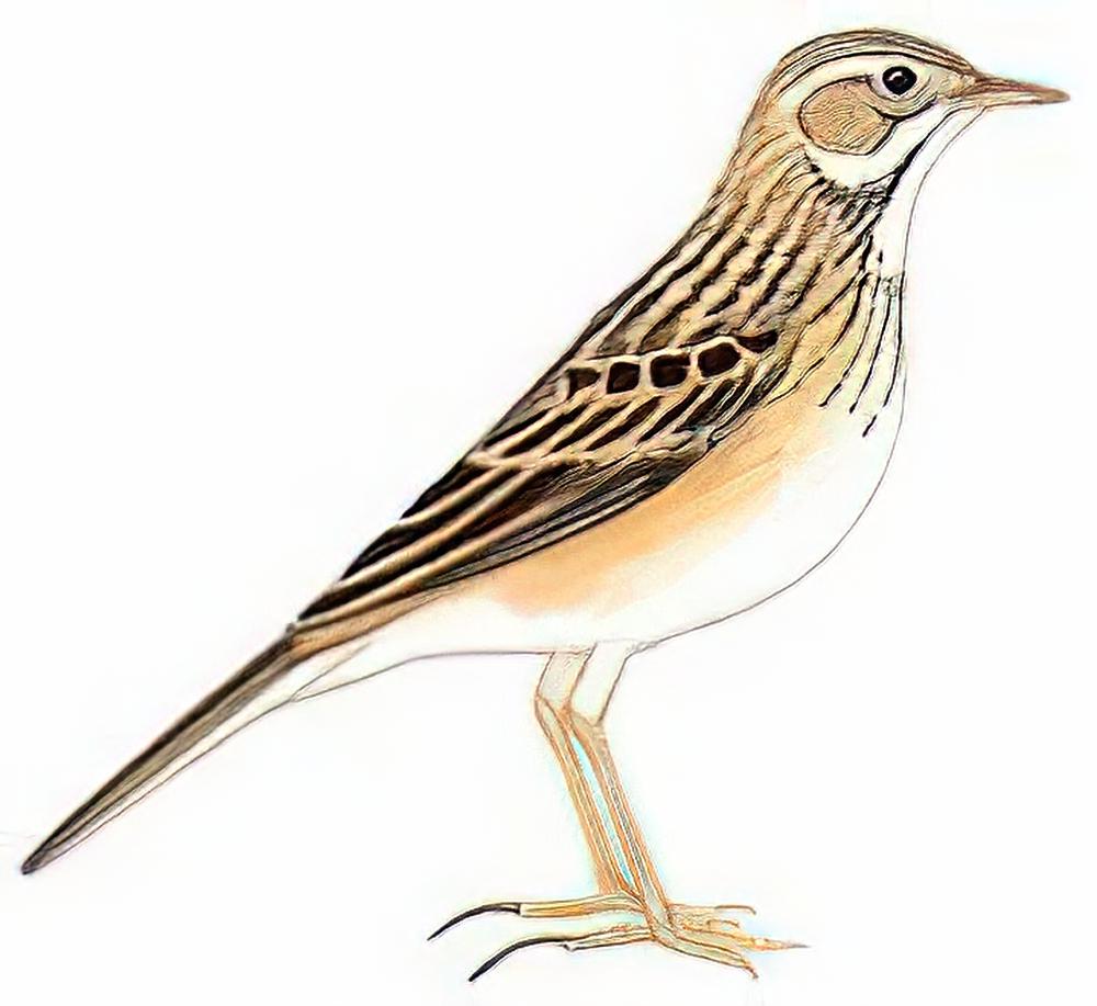 理氏鹨 / Richard\'s Pipit