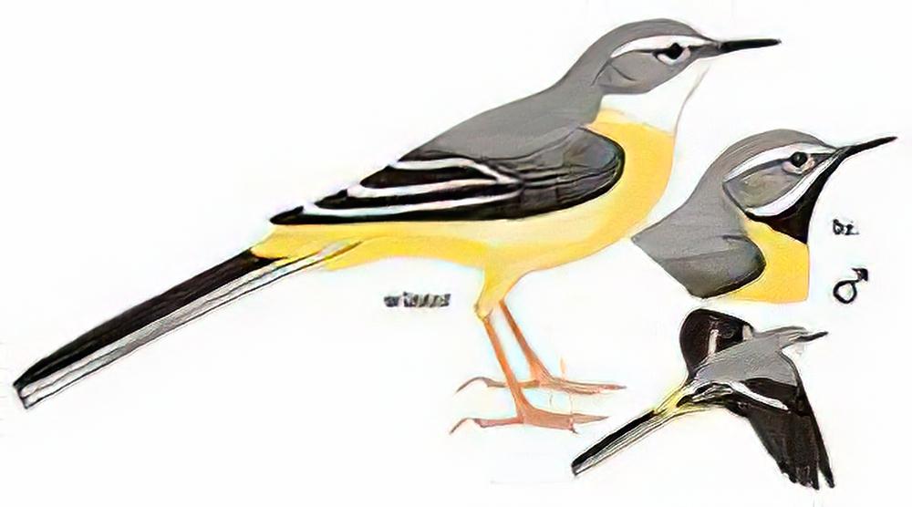 灰鹡鸰 / Grey Wagtail