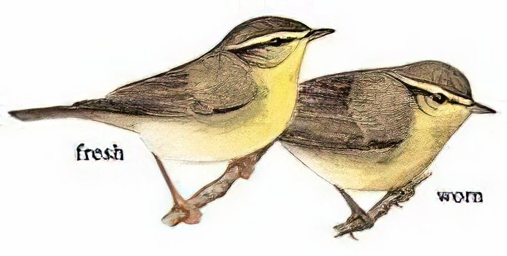 黄腹柳莺 / Tickell\'s Leaf Warbler