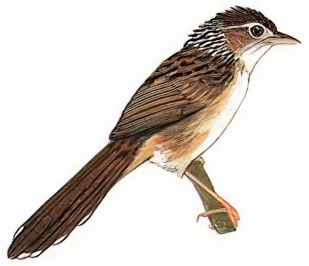 大草莺 / Rufous-rumped Grassbird