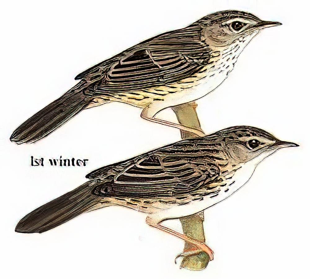 矛斑蝗莺 / Lanceolated Warbler