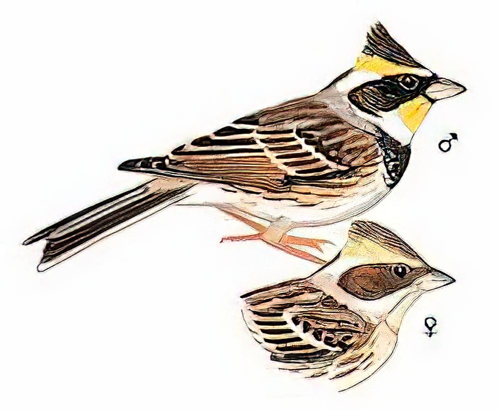 黄喉鹀 / Yellow-throated Bunting