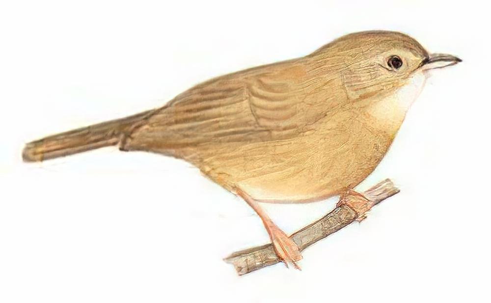 棕胸雅鹛 / Buff-breasted Babbler