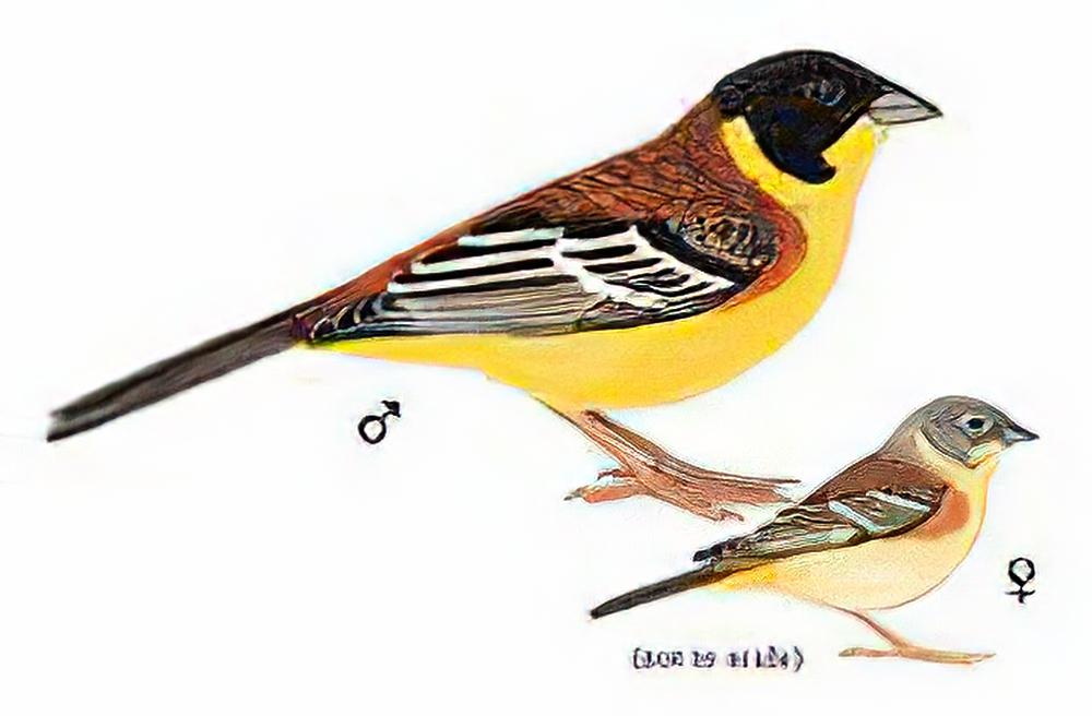 黑头鹀 / Black-headed Bunting