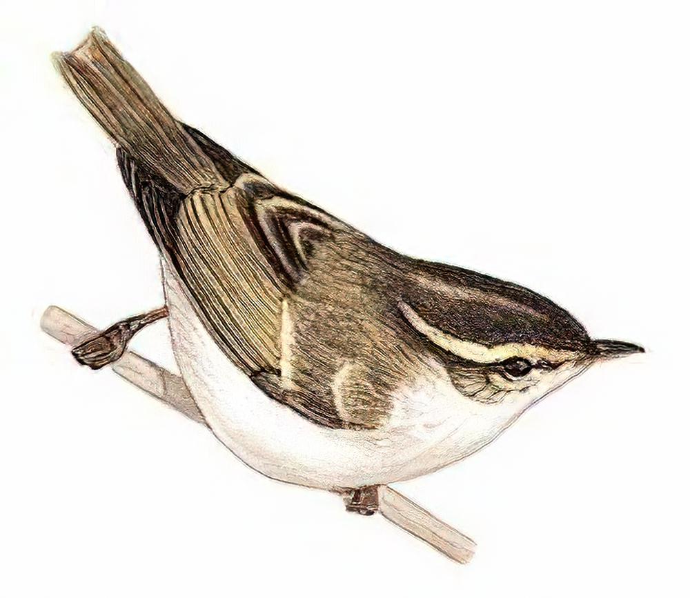 峨眉柳莺 / Emei Leaf Warbler