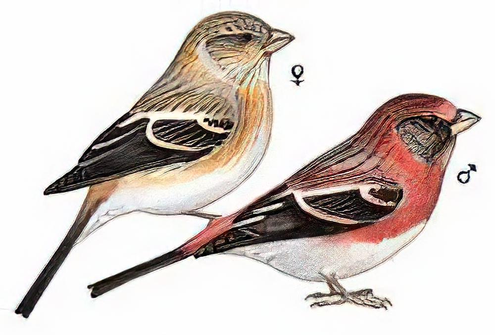 斑翅朱雀 / Three-banded Rosefinch