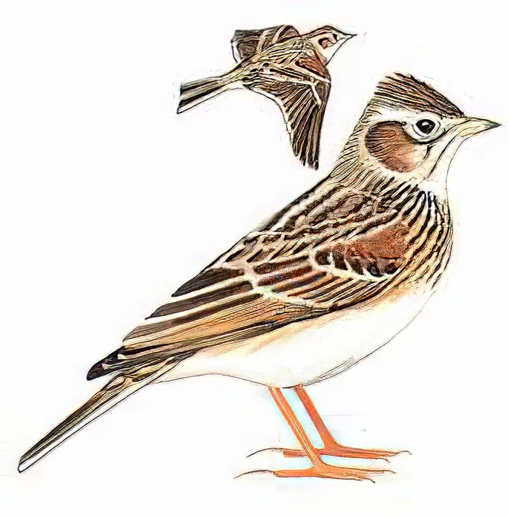 日本云雀 / Japanese Skylark