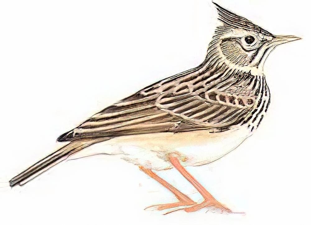 凤头百灵 / Crested Lark