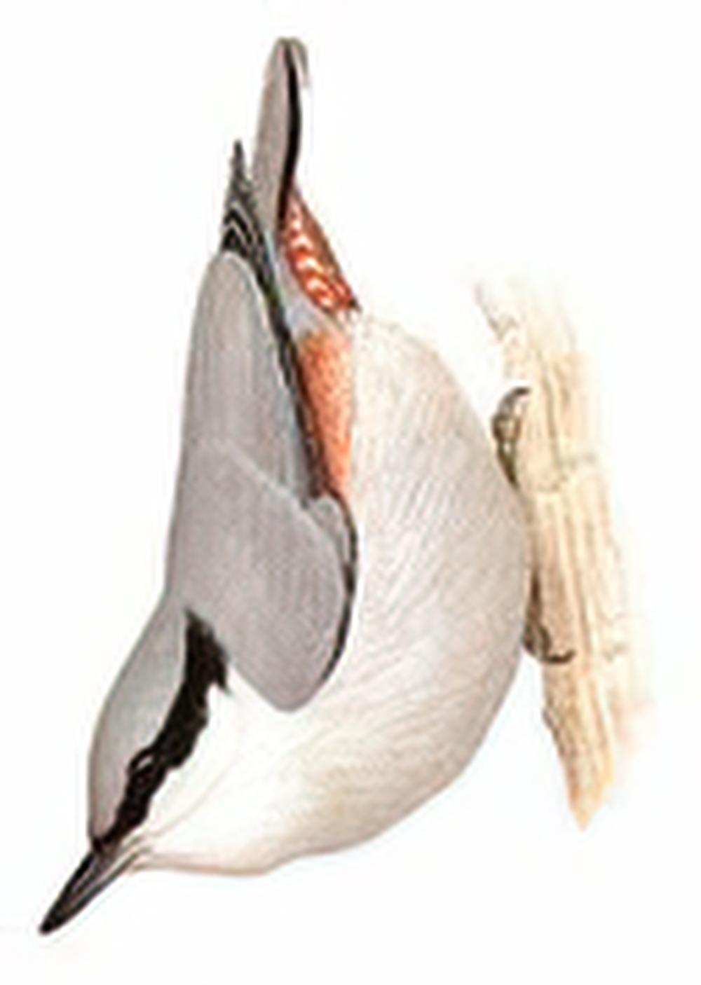 栗臀䴓 / Chestnut-vented Nuthatch