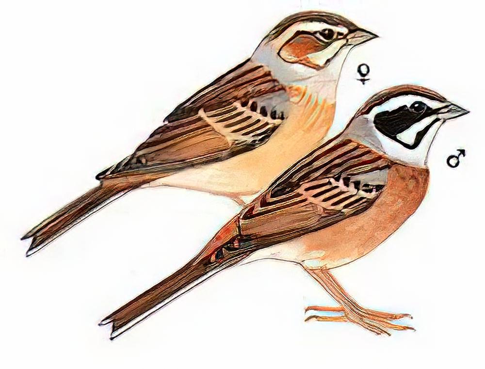 三道眉草鹀 / Meadow Bunting