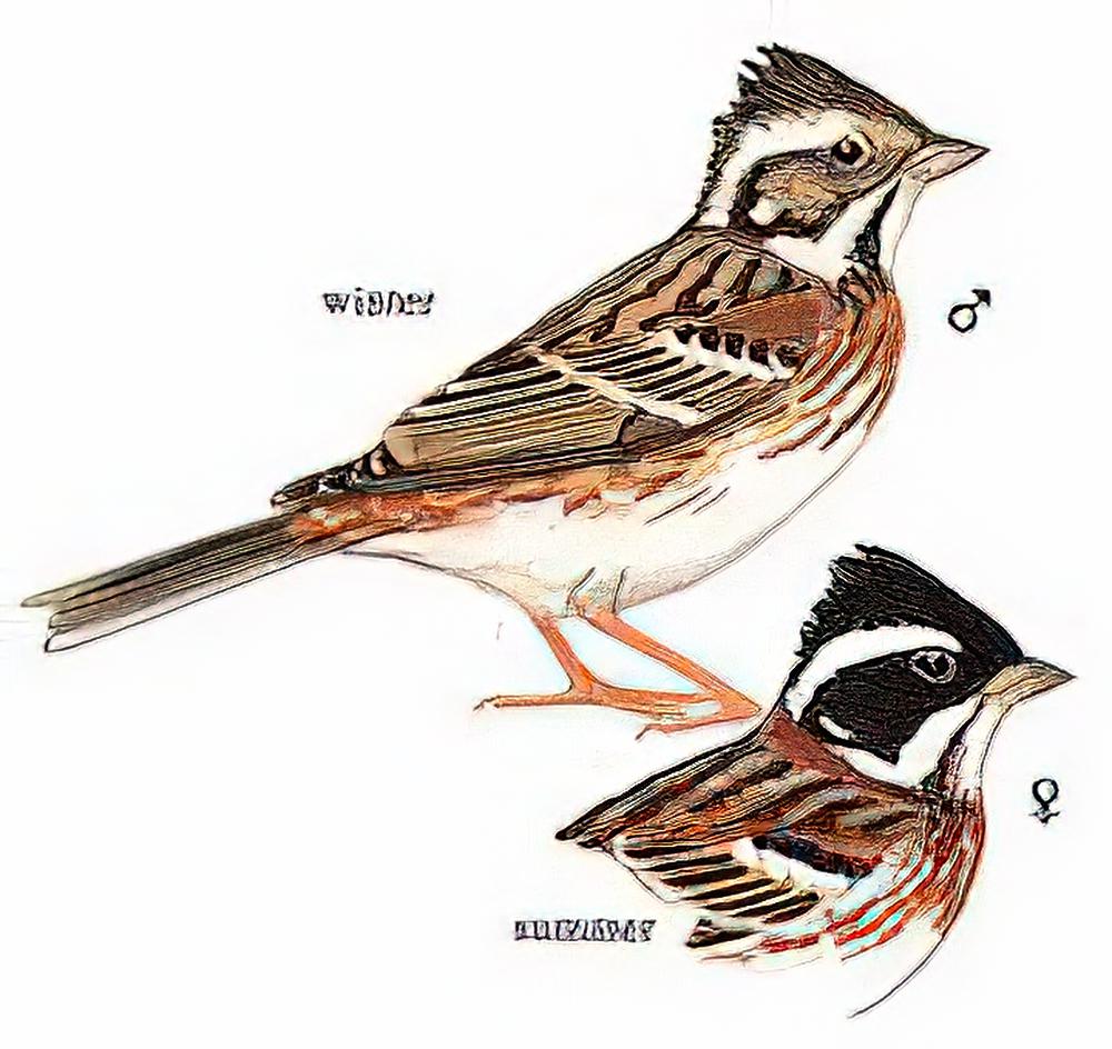 田鹀 / Rustic Bunting