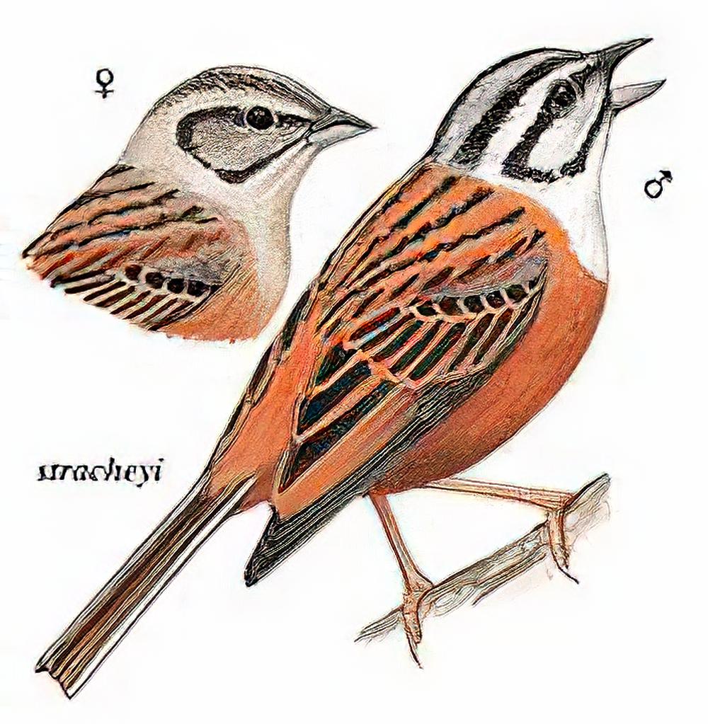 灰眉岩鹀 / Rock Bunting