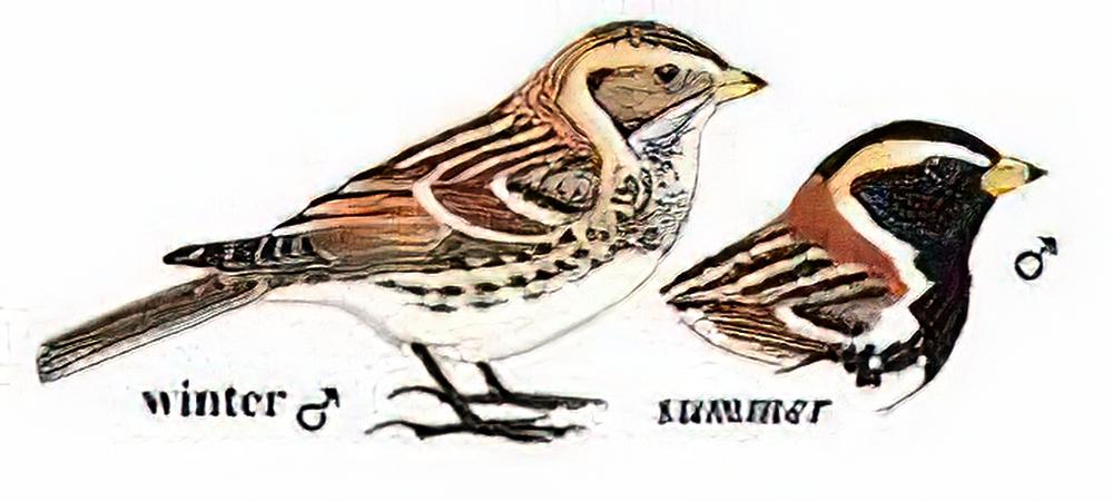 铁爪鹀 / Lapland Longspur