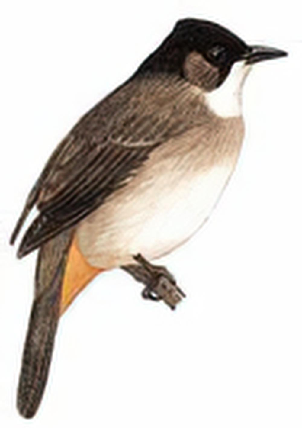 黄臀鹎 / Brown-breasted Bulbul