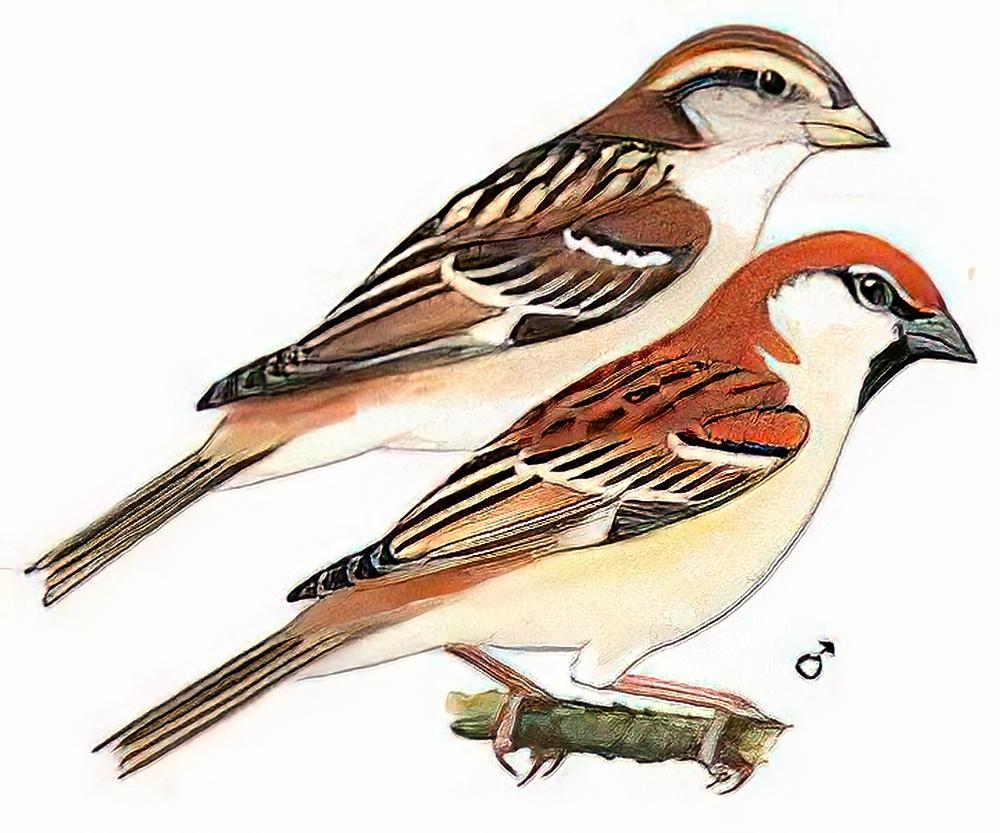 山麻雀 / Russet Sparrow