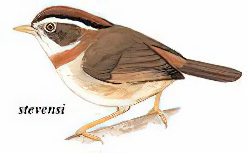 棕喉雀鹛 / Rufous-throated Fulvetta