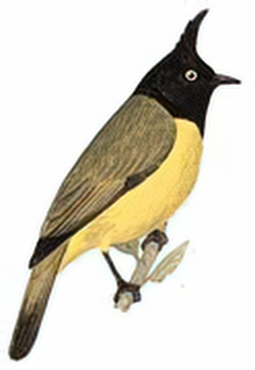 黑冠黄鹎 / Black-crested Bulbul