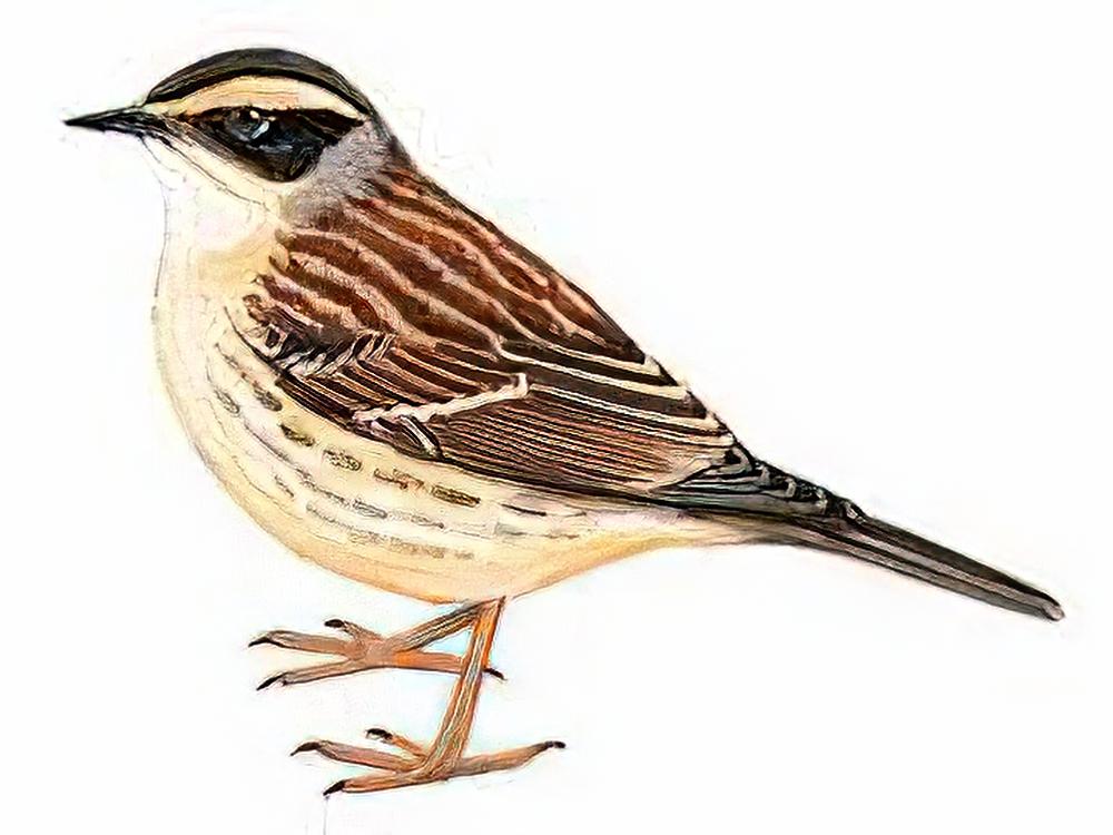 棕眉山岩鹨 / Siberian Accentor