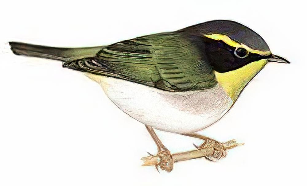 黑脸鹟莺 / Black-faced Warbler