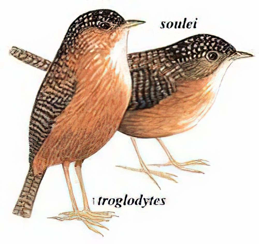 斑翅鹩鹛 / Bar-winged Wren-Babbler