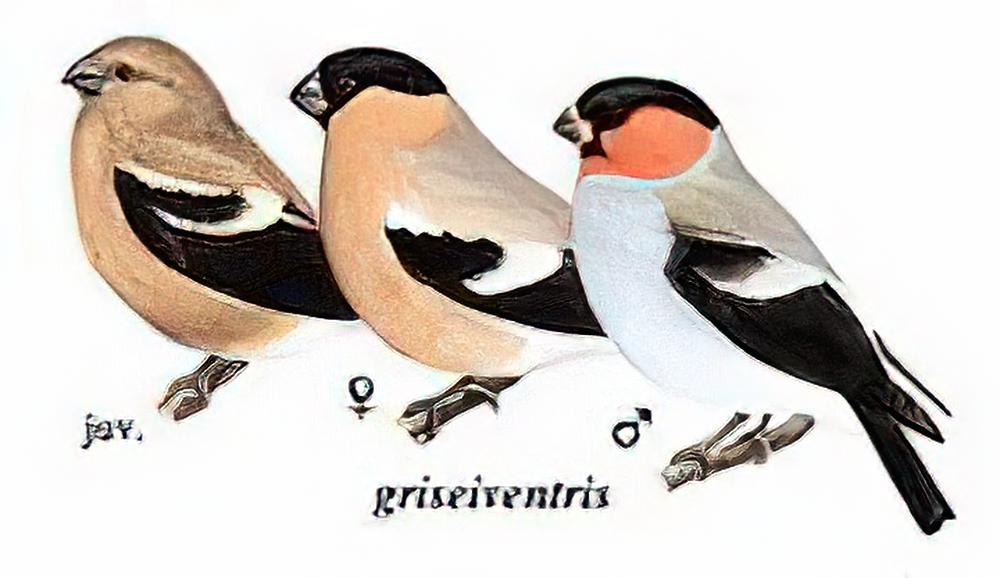 红腹灰雀 / Eurasian Bullfinch