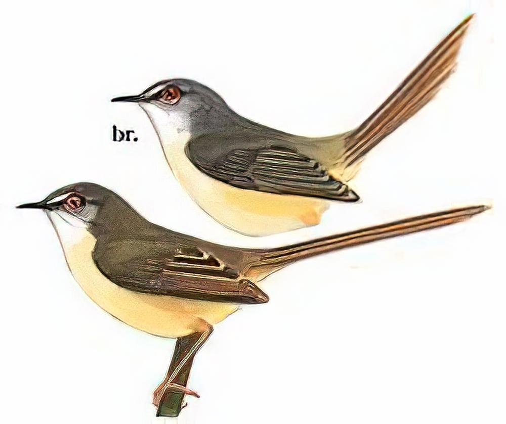 黄腹鹪莺 / Yellow-bellied Prinia