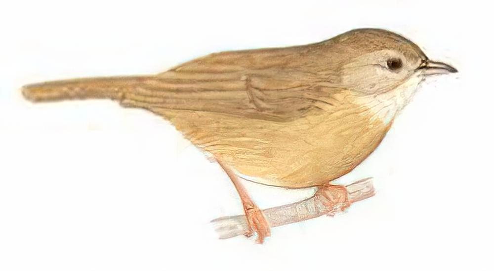 白腹幽鹛 / Spot-throated Babbler