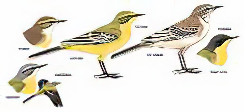 黄鹡鸰 / Yellow Wagtail