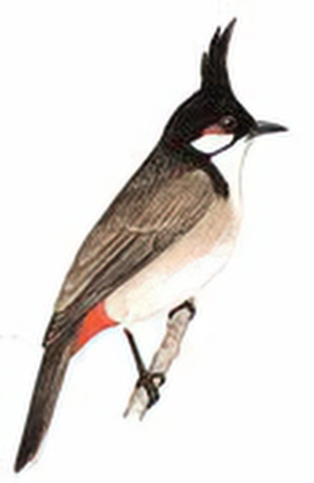 红耳鹎 / Red-whiskered Bulbul