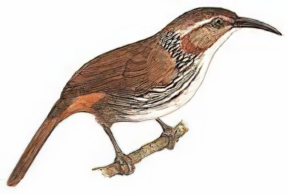 长嘴钩嘴鹛 / Large Scimitar-Babbler