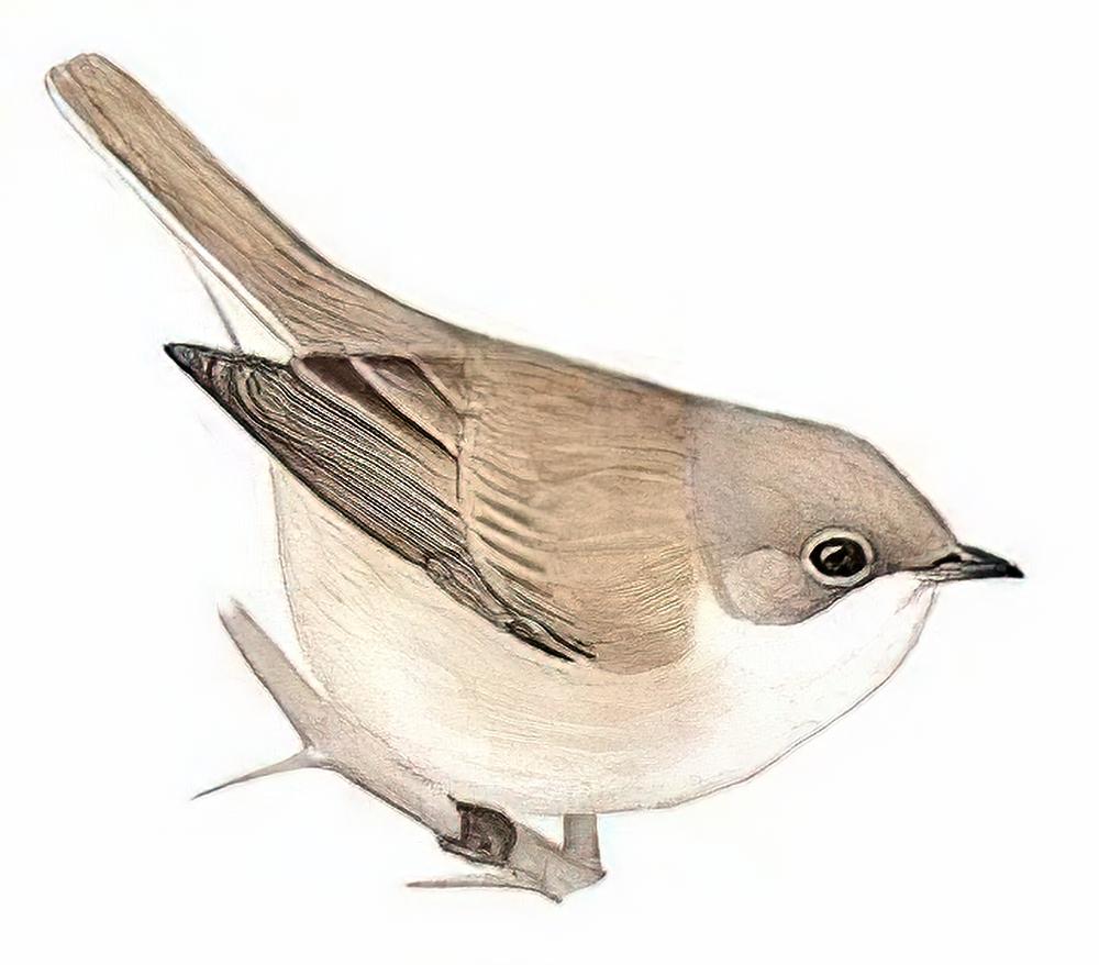 沙白喉林莺 / Small Whitethroat