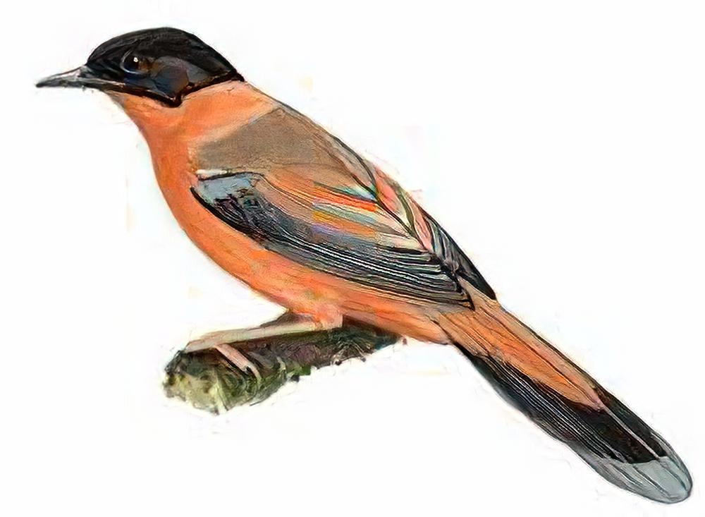 黑顶奇鹛 / Rufous Sibia