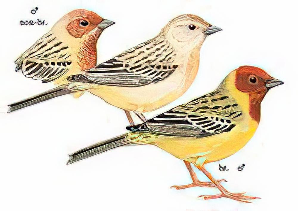 褐头鹀 / Red-headed Bunting