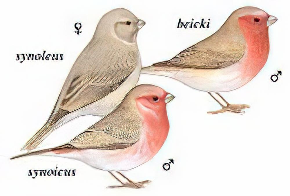 沙色朱雀 / Pale Rosefinch