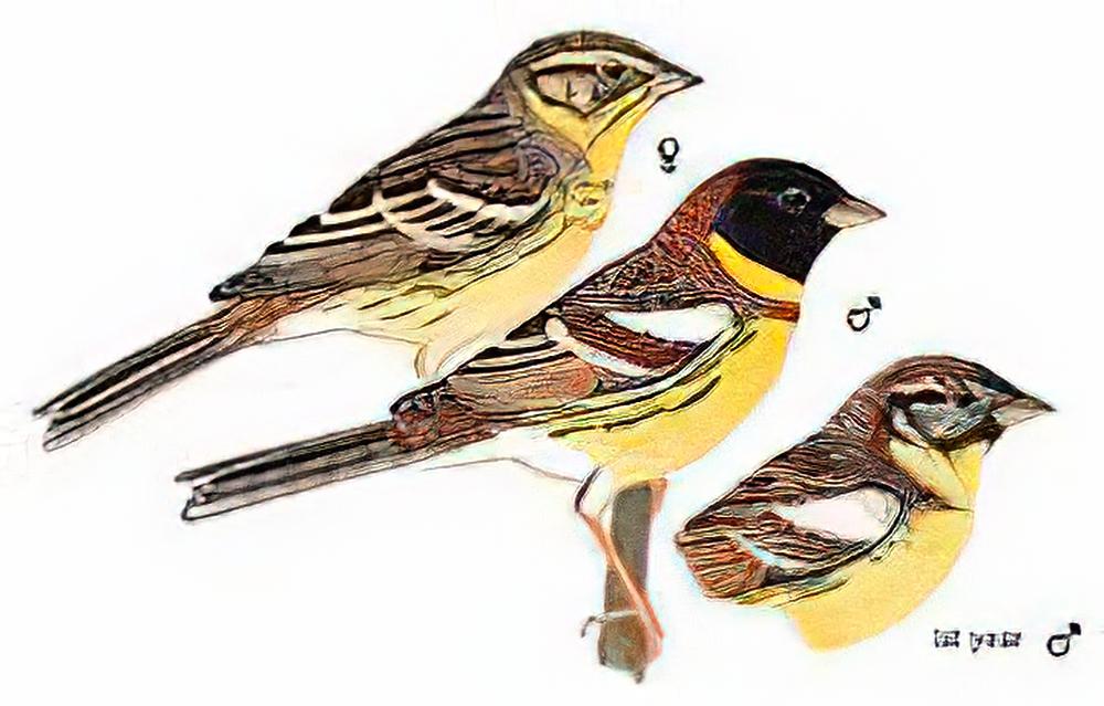 黄胸鹀 / Yellow-breasted Bunting