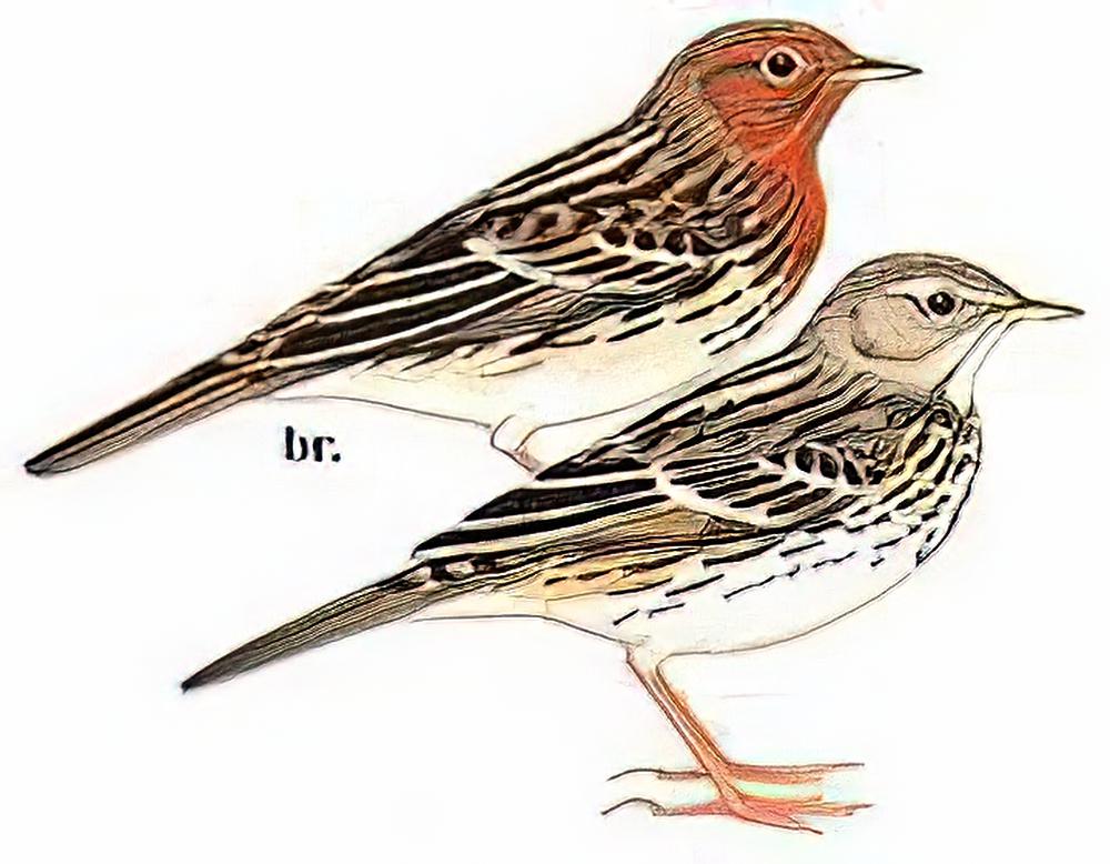 红喉鹨 / Red-throated Pipit