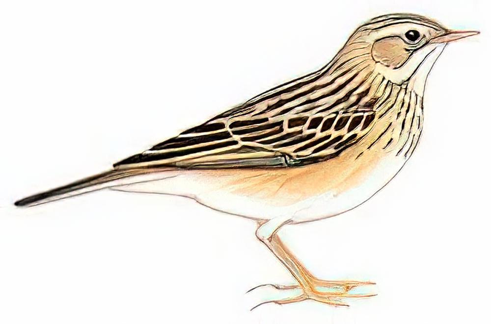 布莱氏鹨 / Blyth\'s Pipit