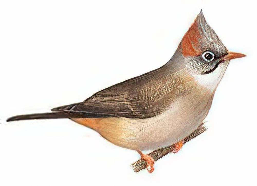 棕肛凤鹛 / Rufous-vented Yuhina