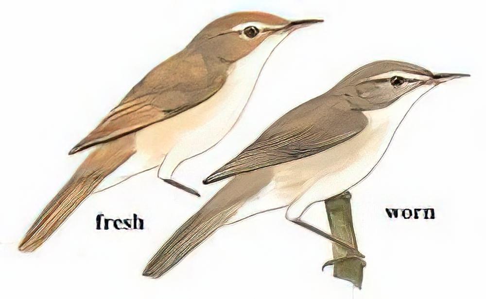 布氏苇莺 / Blyth\'s Reed Warbler