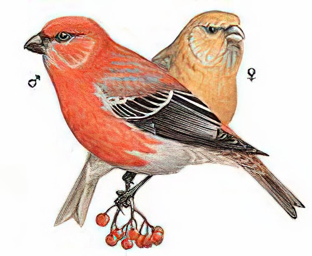 松雀 / Pine Grosbeak