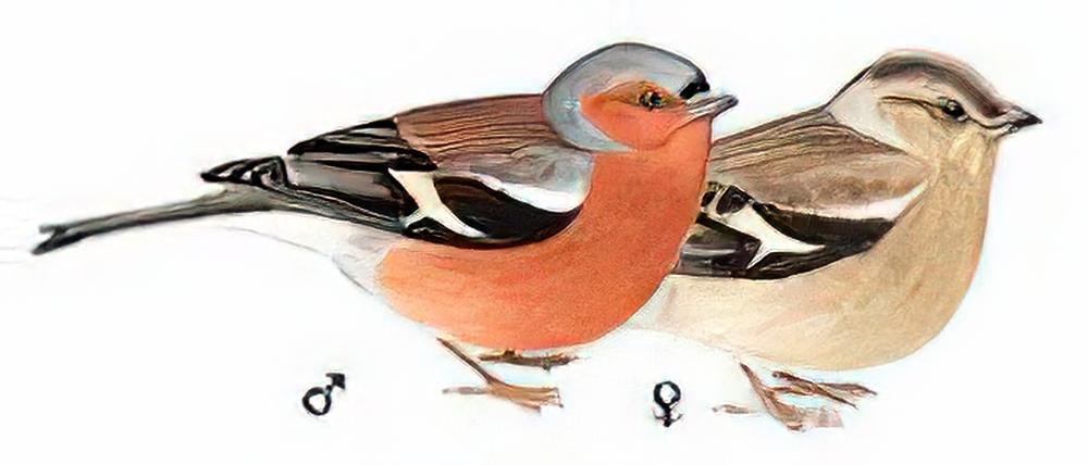 苍头燕雀 / Chaffinch