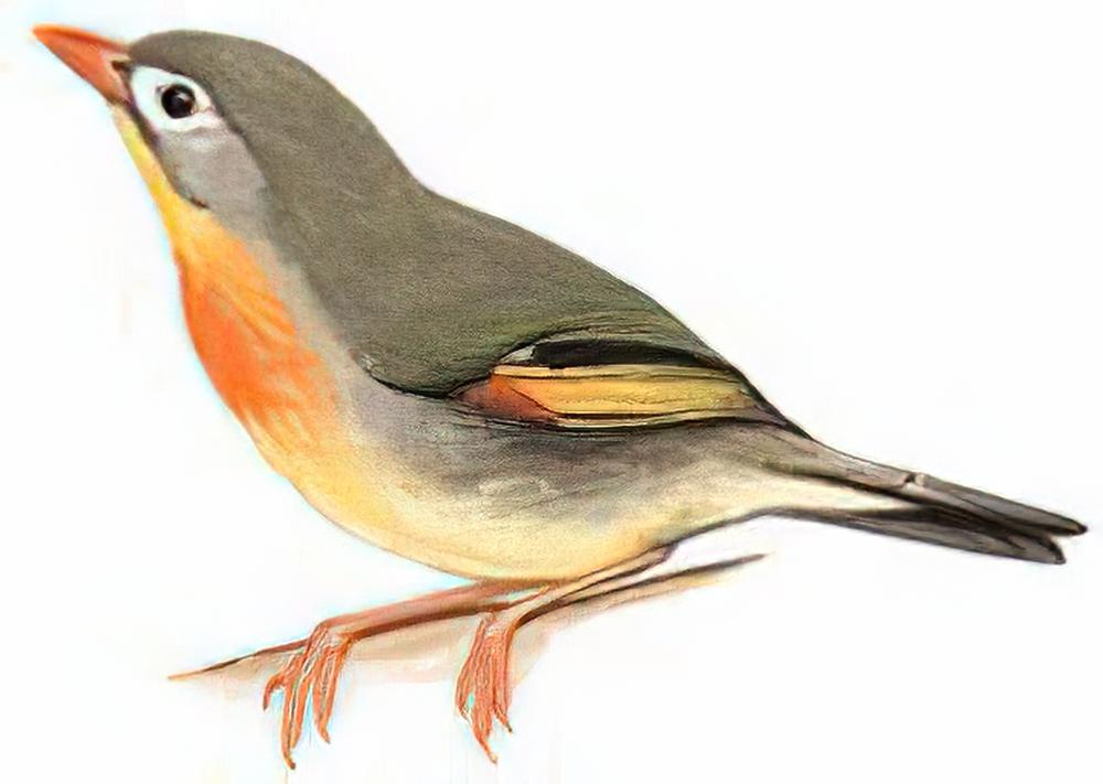 红嘴相思鸟 / Red-billed Leiothrix