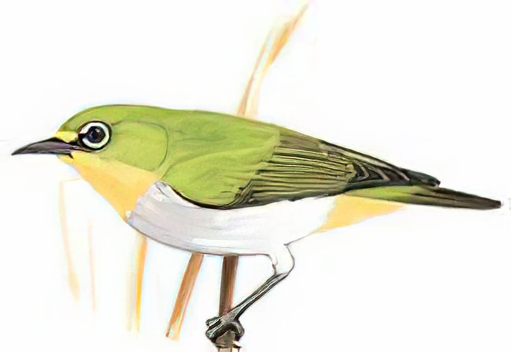 暗绿绣眼鸟 / Japanese White-eye