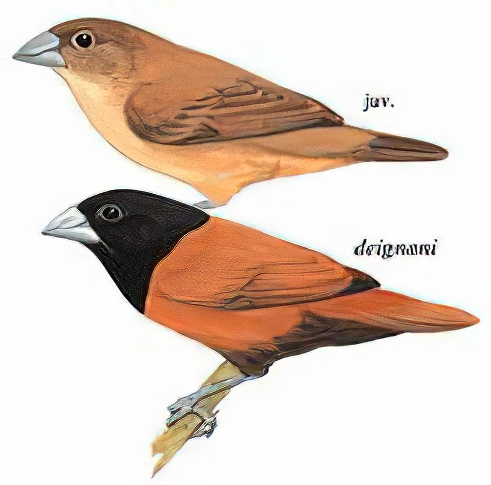 栗腹文鸟 / Black-headed Munia