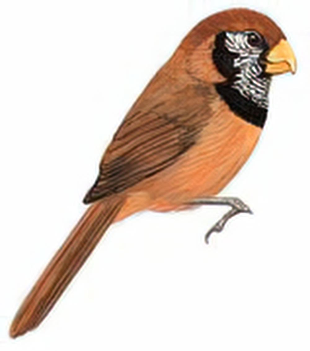 斑胸鸦雀 / Black-breasted Parrotbill