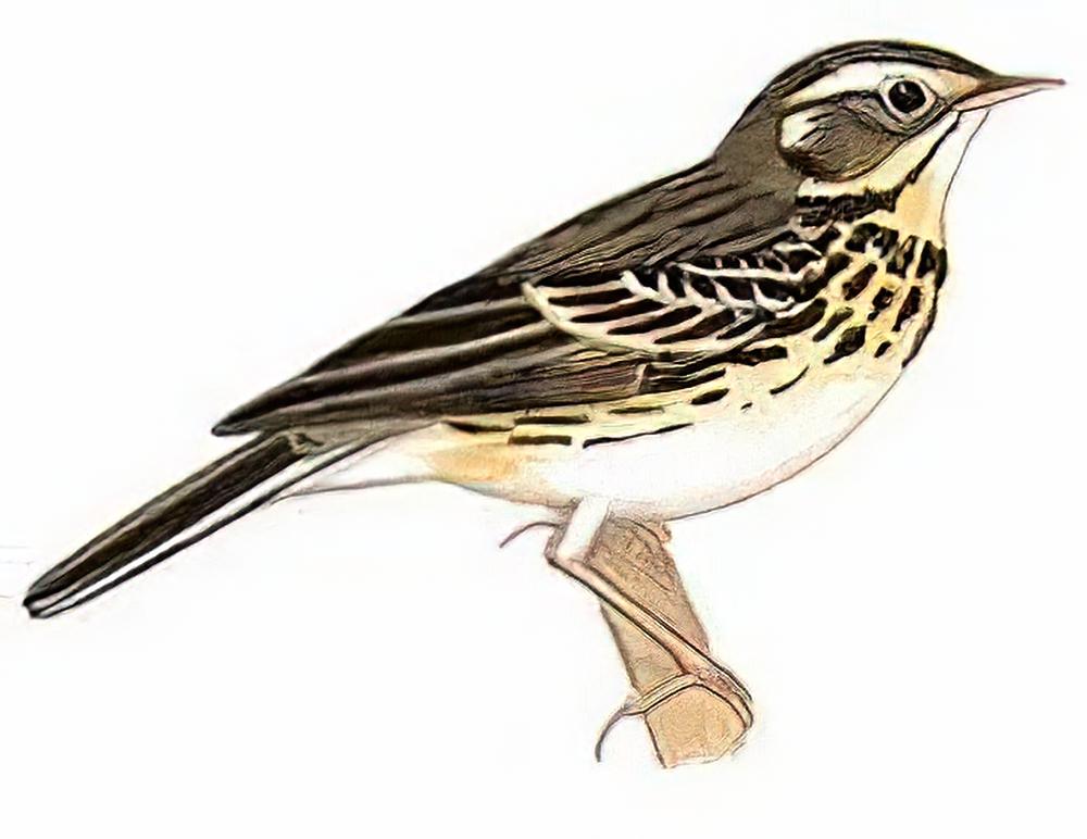 树鹨 / Orienfnl Tree Pipit