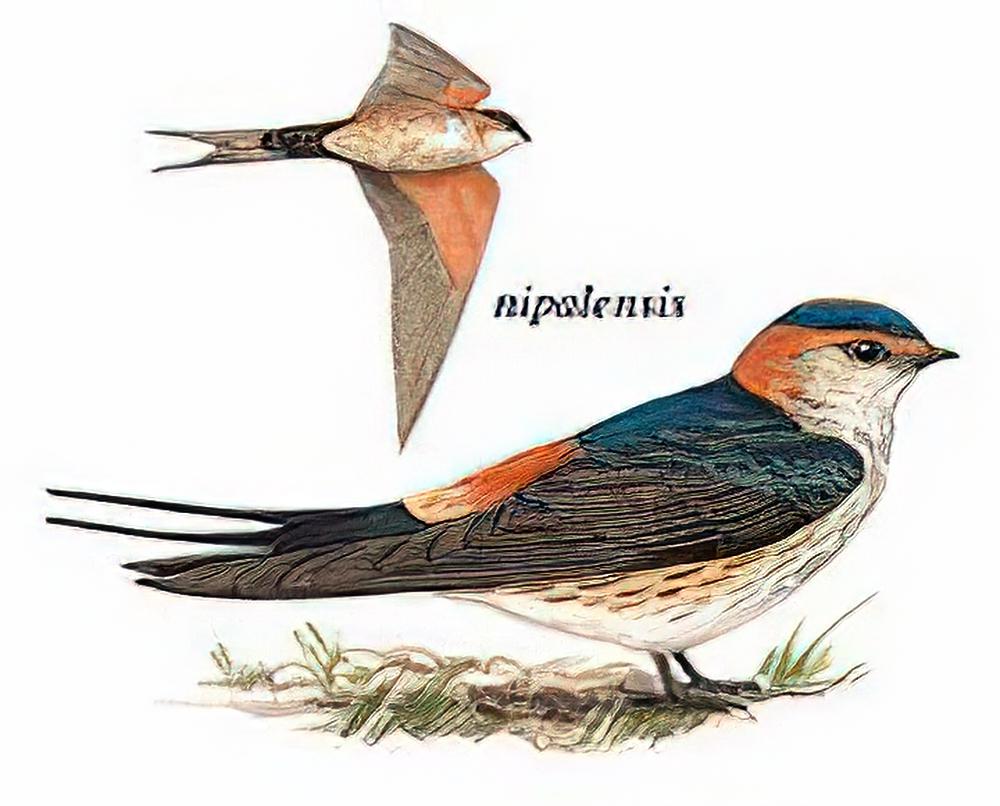 金腰燕 / Red-rumped Swallow