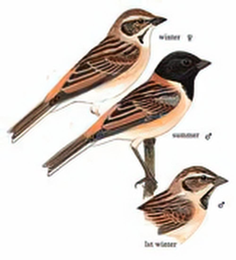 红颈苇鹀 / Ochre-rumped Bunting