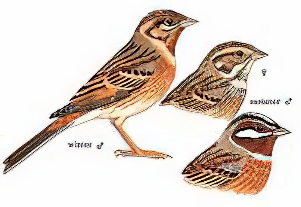 白头鹀 / Pine Bunting