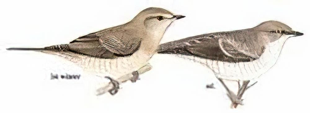 横斑林莺 / Barred Warbler